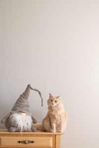 نگهداری کردن از گربه