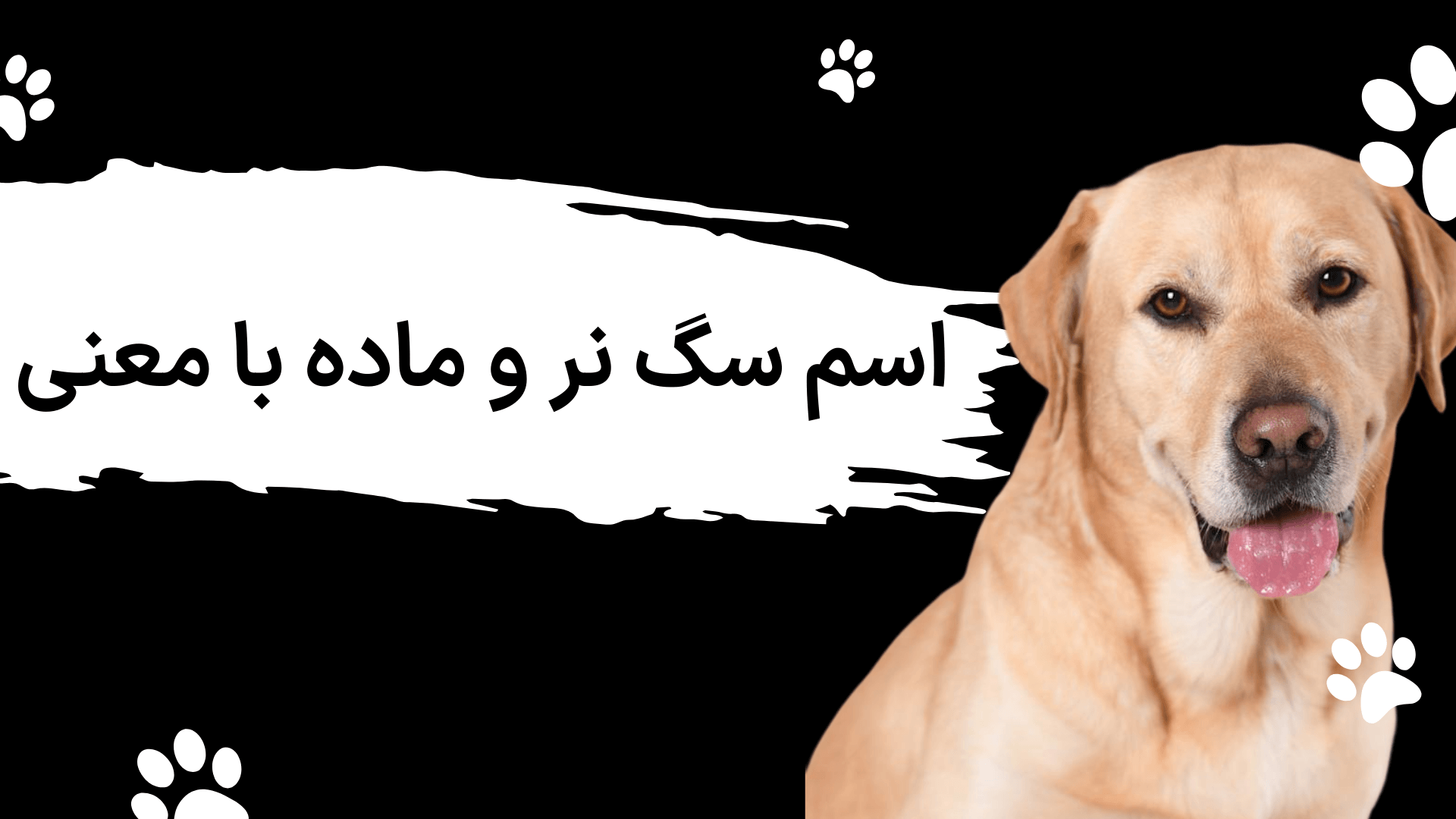 لیست ۳۰۰ اسم سگ نر و ماده با معنی