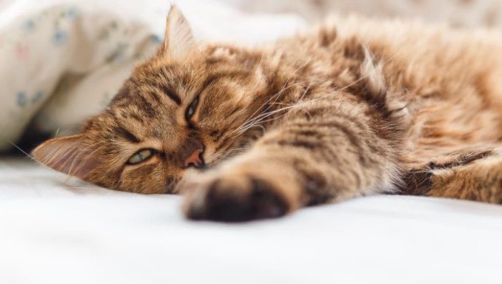 غذا دادن و نگهداری گربه مریض