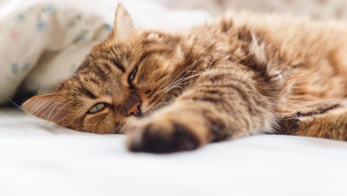 غذا دادن و نگهداری گربه مریض