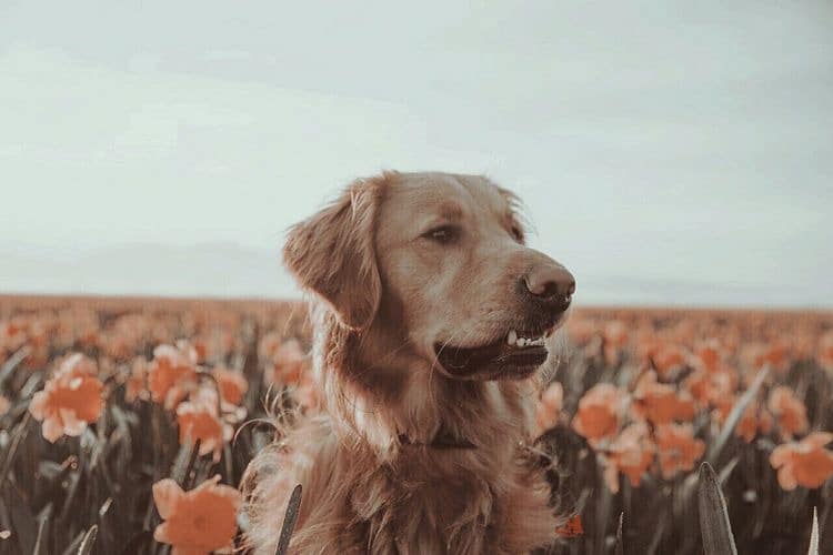 اسم سگ ماده