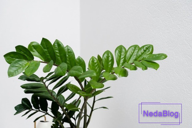 قوی ترین درمانگرها در فنگ شویی