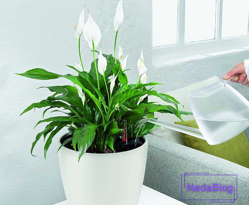 گیاهان ثروت ساز فنگ شویی