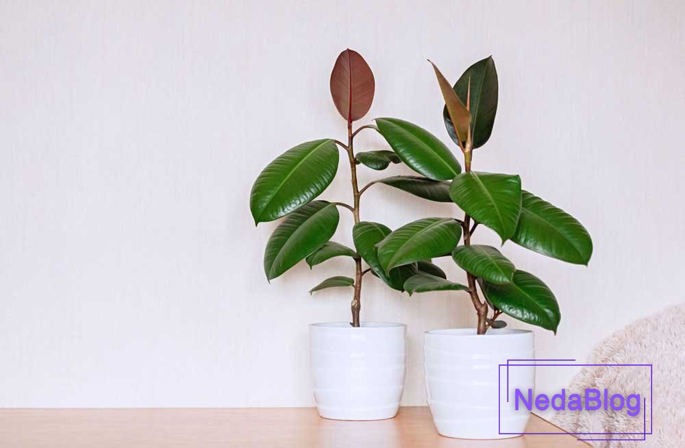 گیاهان ثروت ساز فنگ شویی