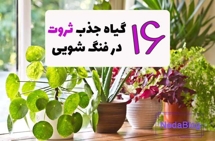 انواع گیاه و گل ثروت در فنگ شویی