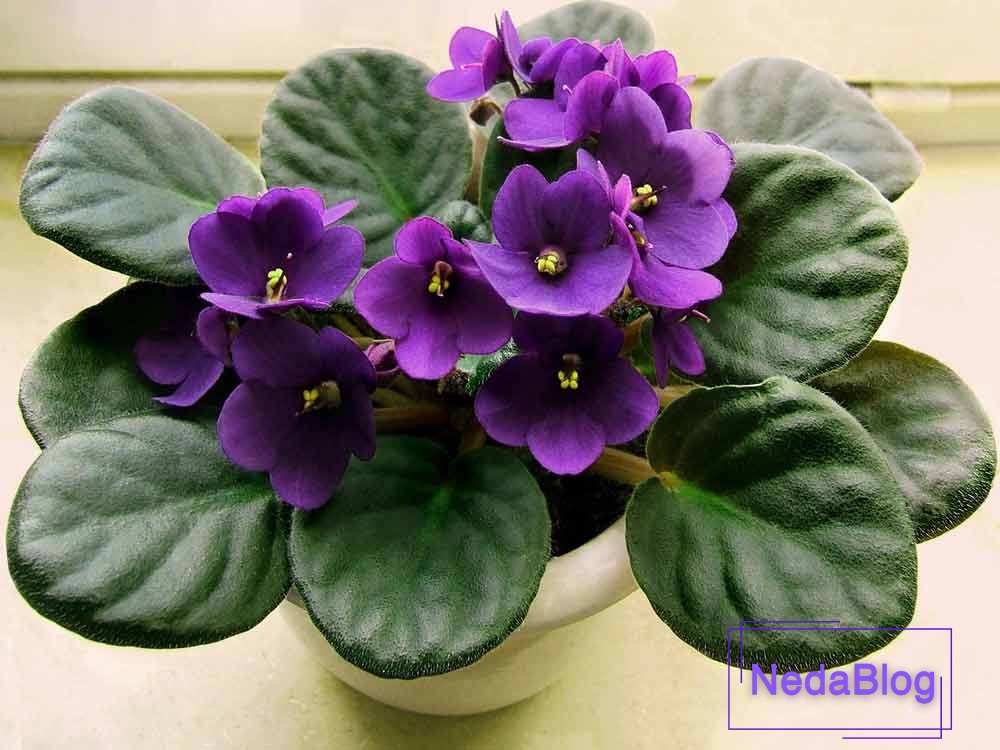 گل ثروت فنگ شویی