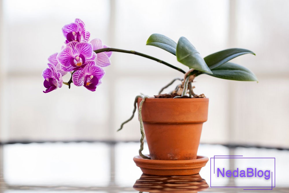 گل ثروت در فنگ شویی