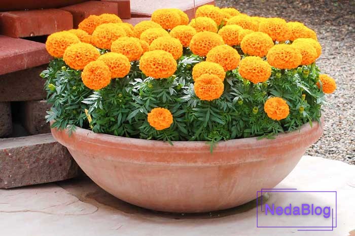 گل ثروت ساز