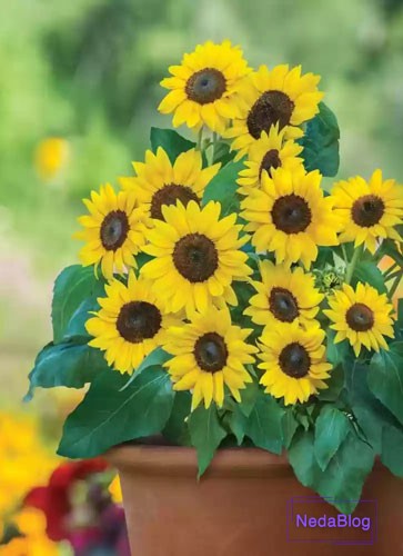 گل ثروت ساز