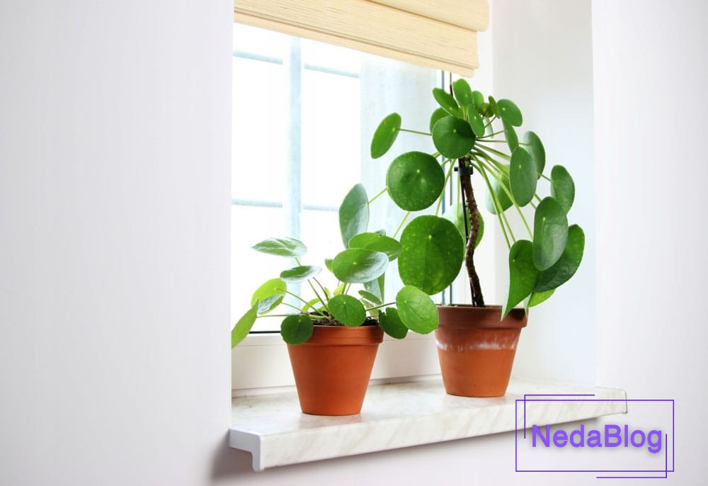 گیاهان ثروت ساز فنگ شویی