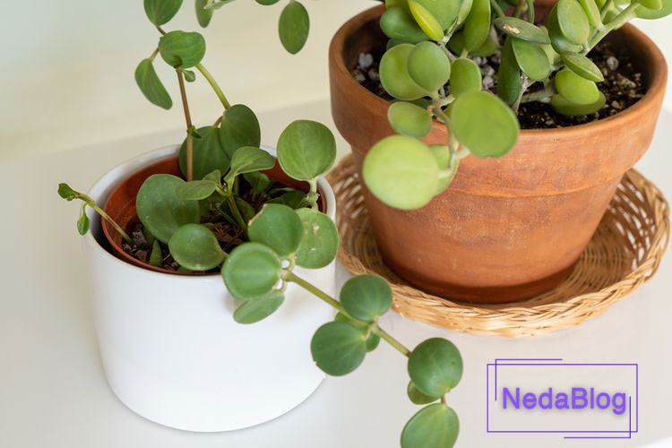 گیاهان ثروت ساز فنگ شویی