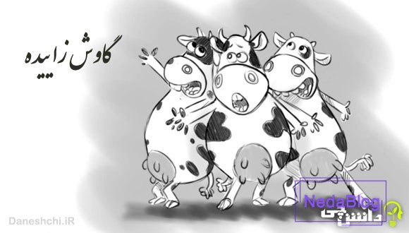 ضرب المثل گاوش زاییده