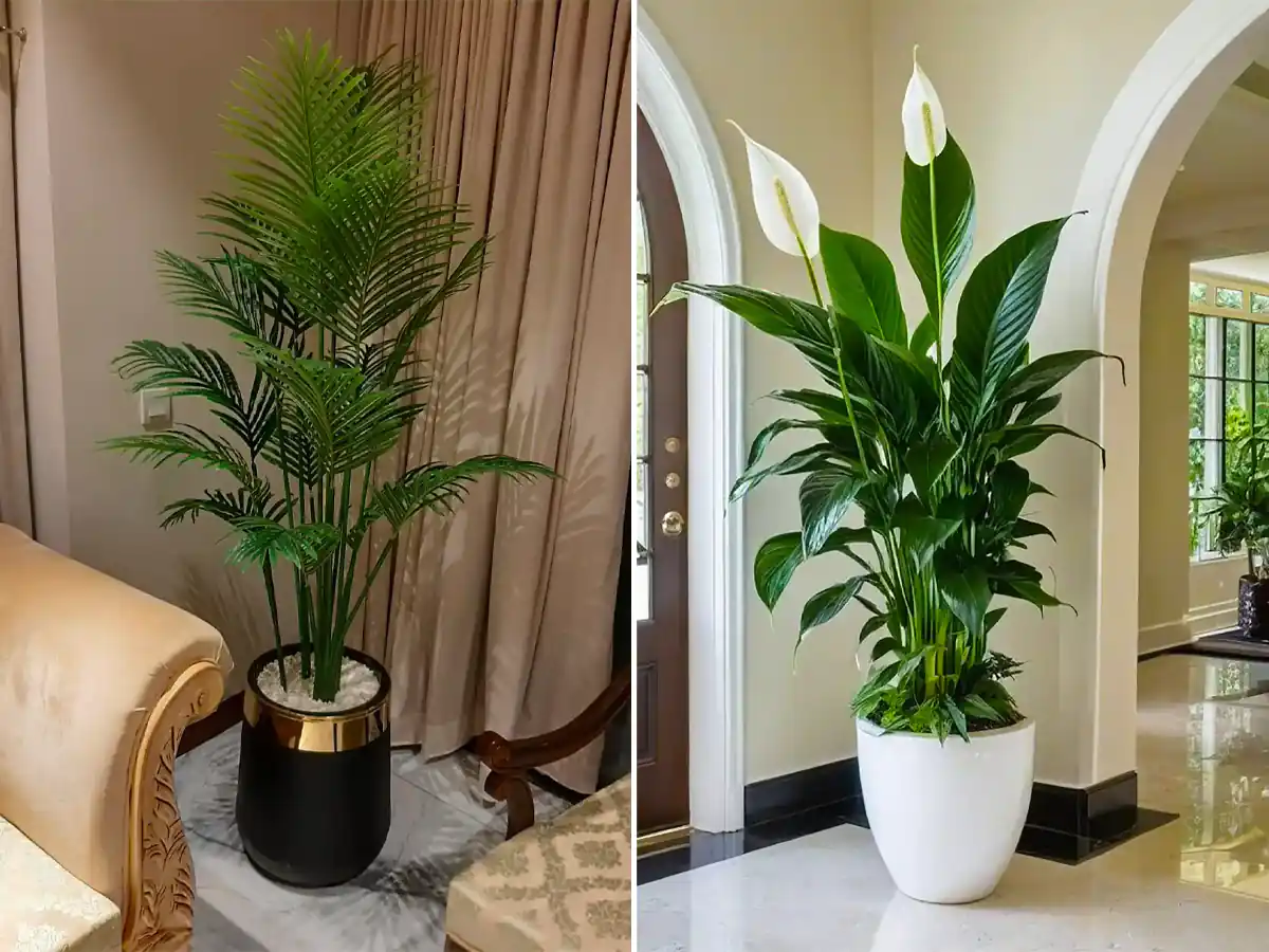 گلدان طبیعی کنار سالنی شیک