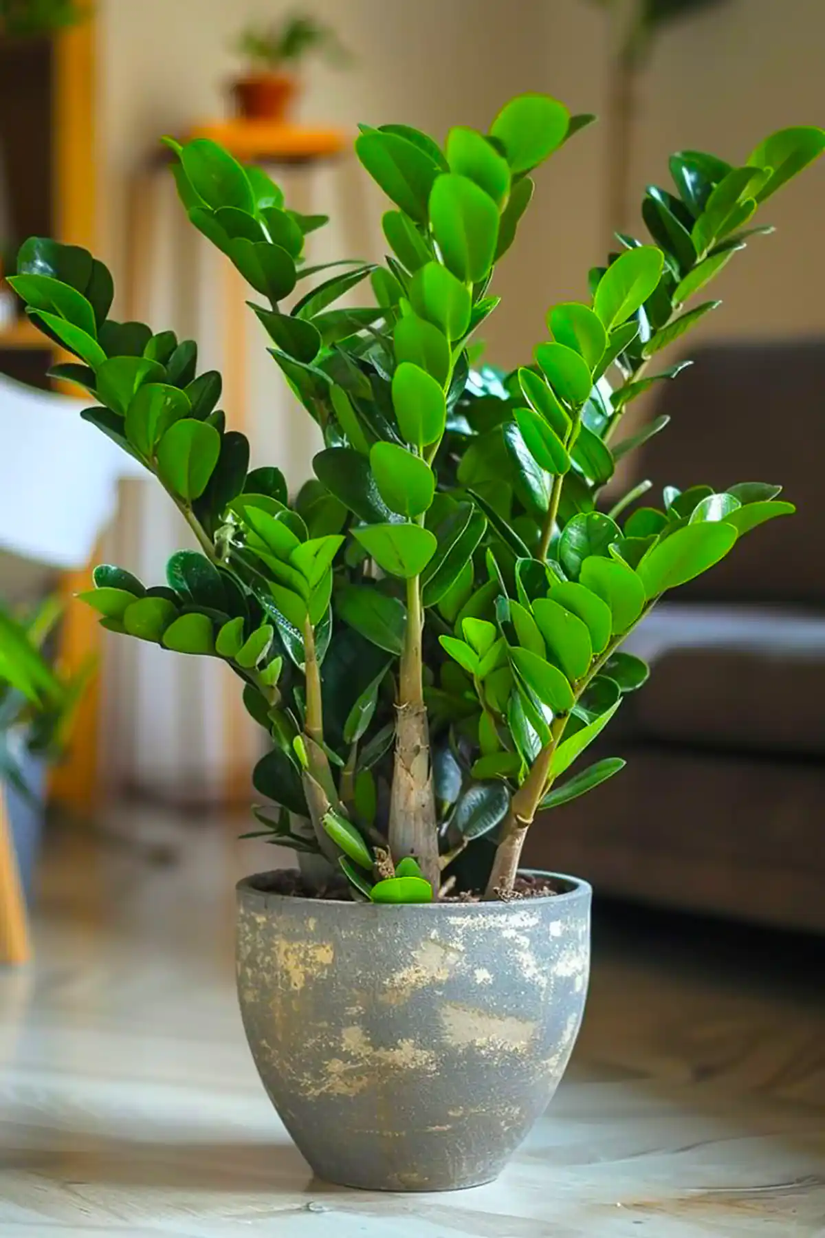 گلدان طبیعی کنار سالنی شیک