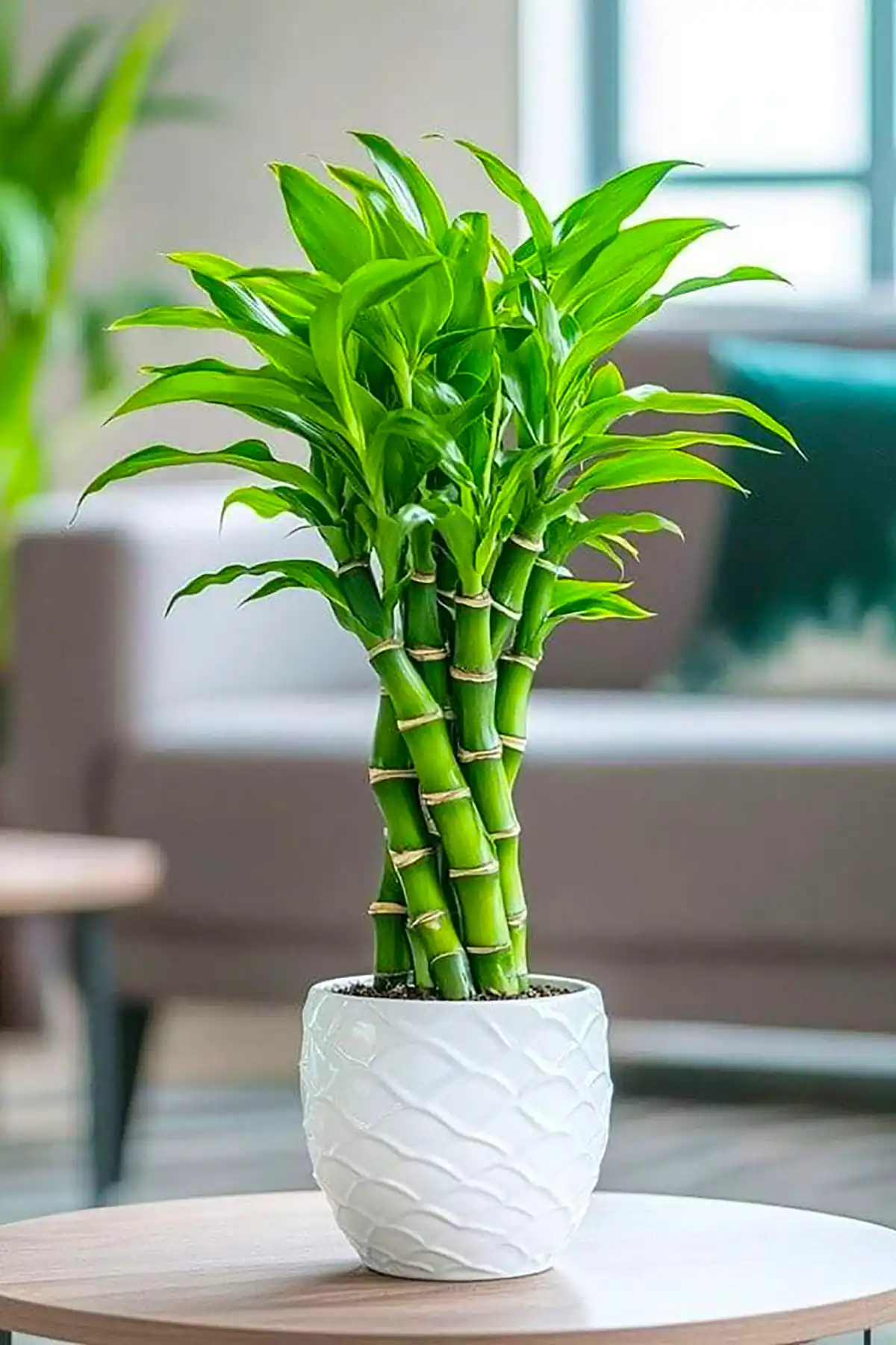 گلدان طبیعی کنار سالنی شیک