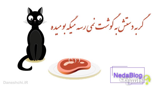 گربه دستش به گوشت نمی رسه