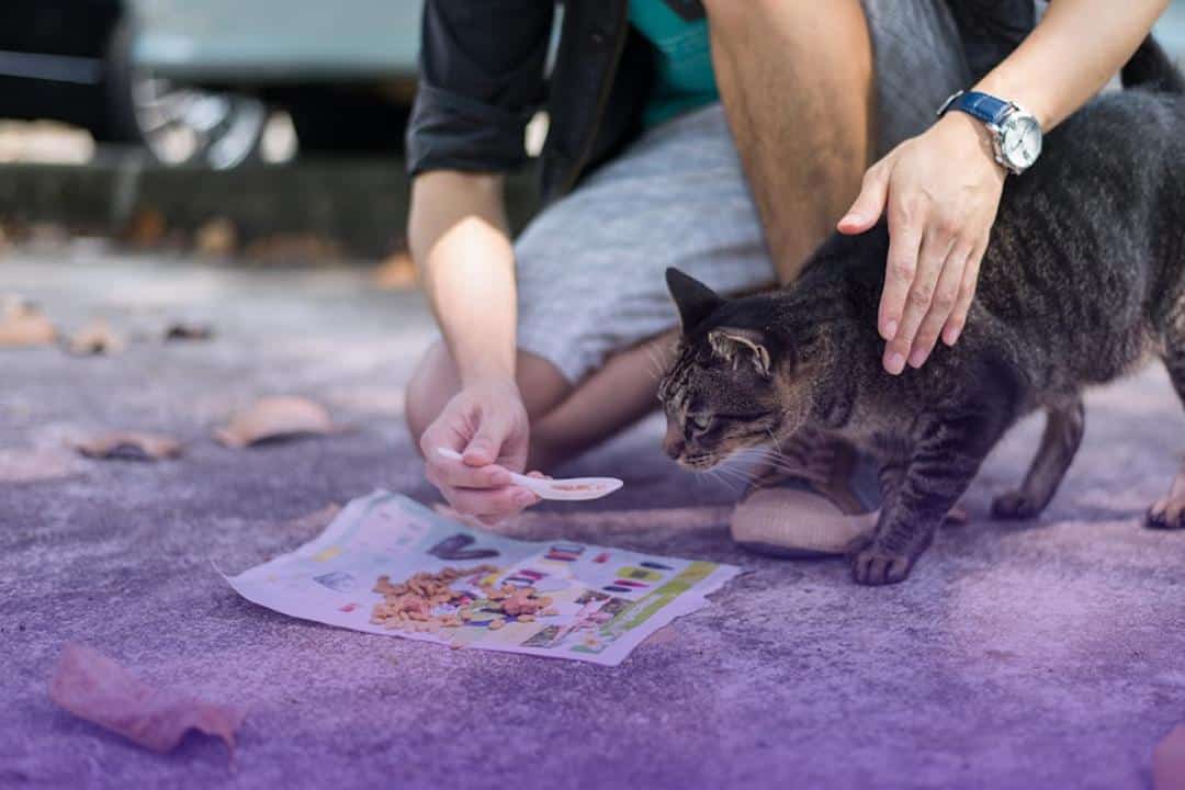 غذا دادن گربه خیابانی ولگرد