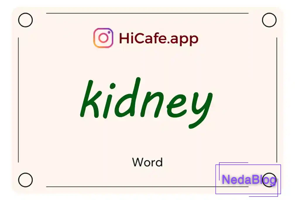 Meaning and usage of kidney word