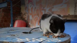 غذای خشک گربه