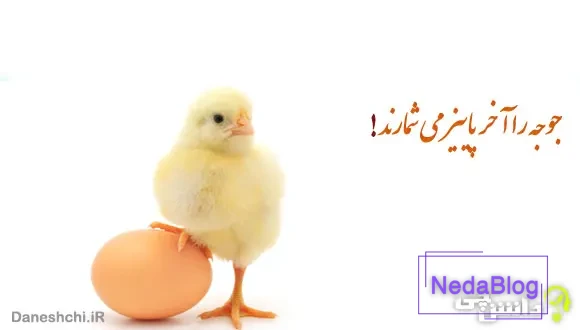 معنی ضرب المثل جوجه را آخر پاییز می شمارند