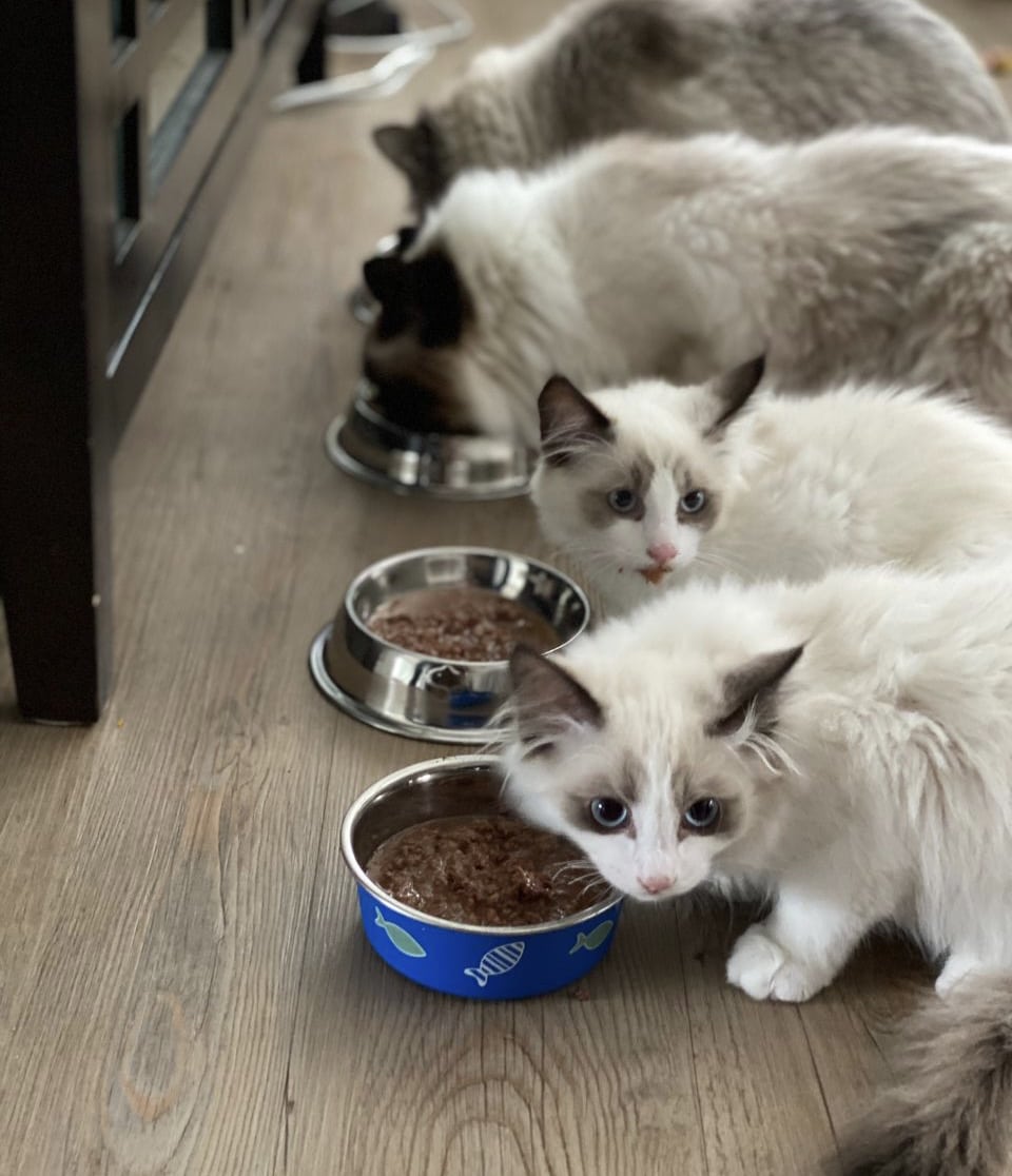 غذای بچه گربه مونلو