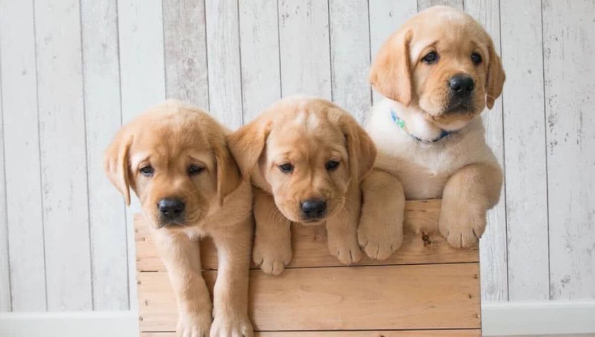 لابرادور رتریور سگ