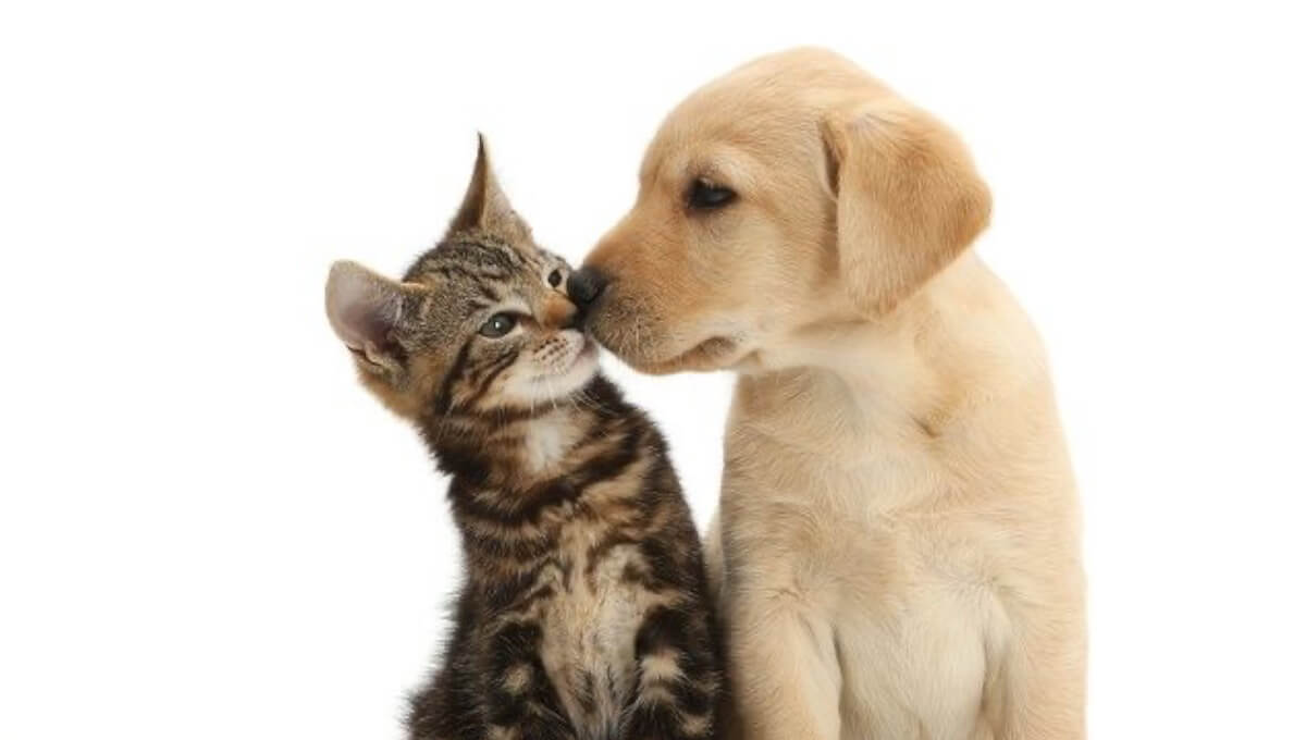 نژاد سگ لابرادور رتریور و گربه