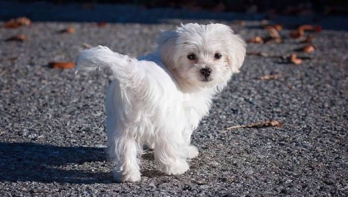 نژاد سگ مالتیز