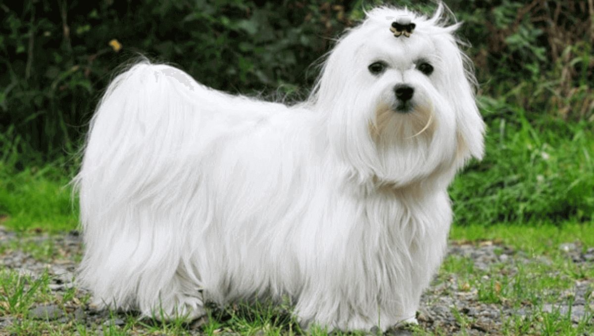 نژاد سگ مالتیز | معرفی سگ های آپارتمانی