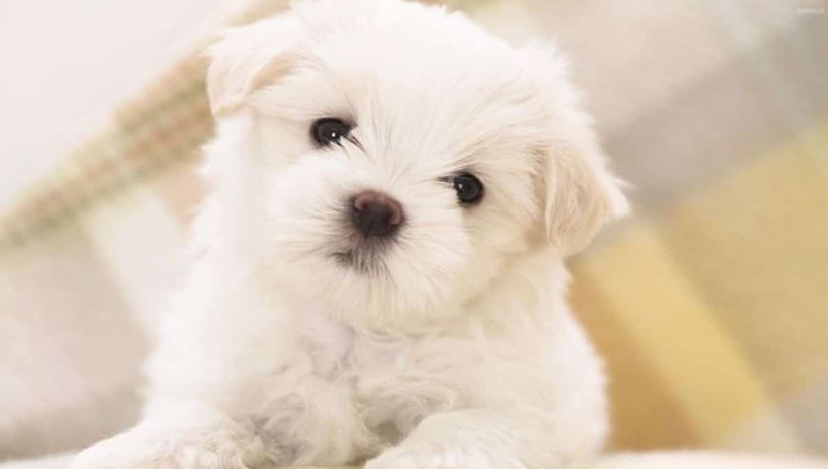 نژاد سگ مالتیز | معرفی سگ های آپارتمانی