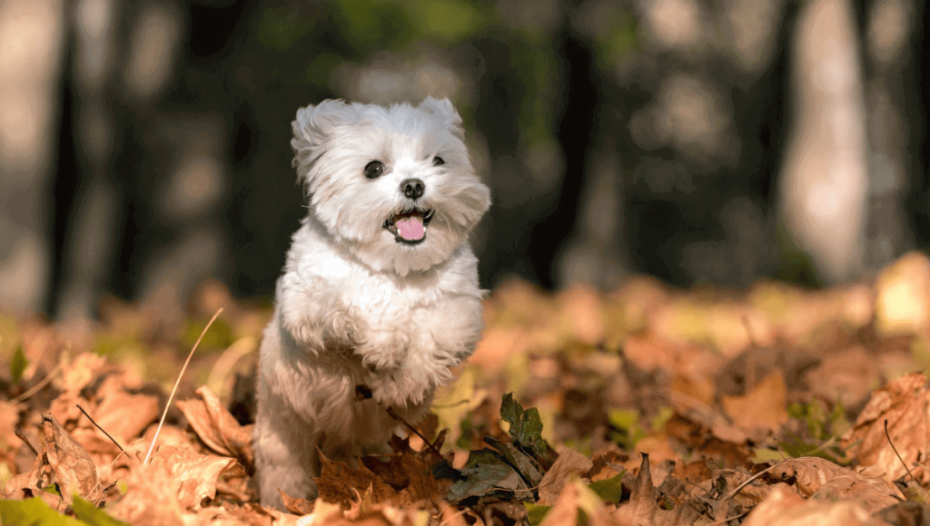 نژاد سگ مالتیز | معرفی سگ های آپارتمانی