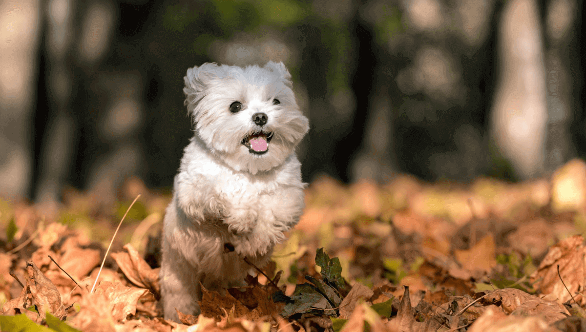 نژاد سگ مالتیز | معرفی سگ های آپارتمانی