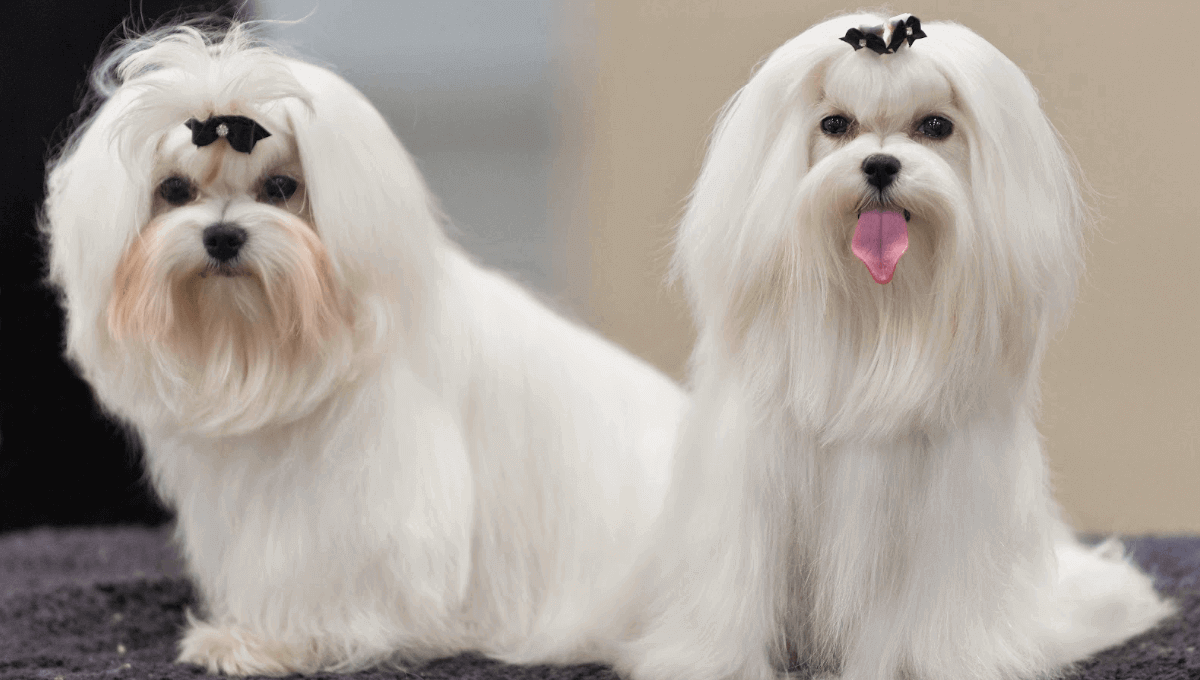 نژاد سگ مالتیز | معرفی سگ های آپارتمانی