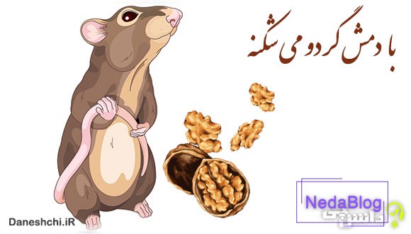 با دمش گردو می شکنه