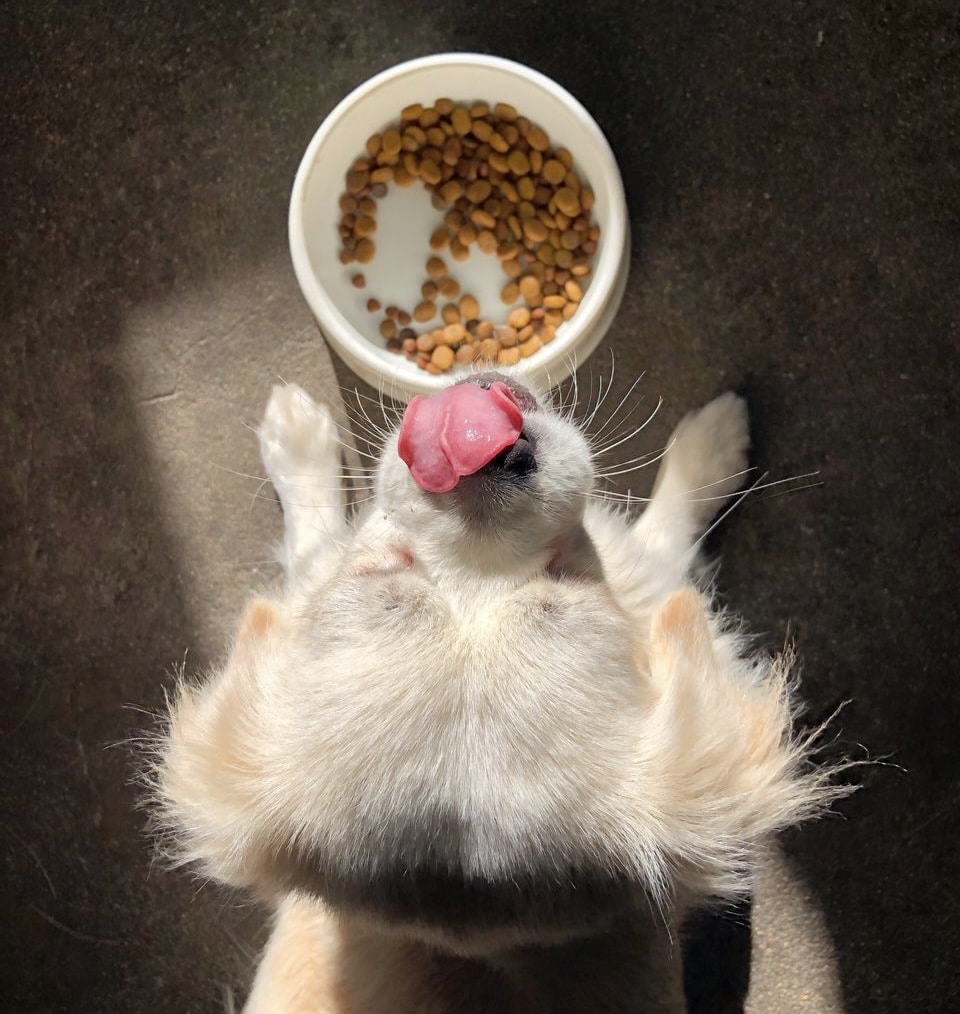 خرید غذای سگ مونلو