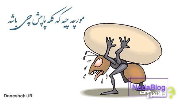 معنی مورچه چیه که کله پاچش چی باشه