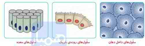 جواب گفت و گو کنید صفحه ۸۰ علوم چهارم 