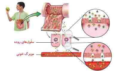 صفحه 90 علوم چهارم