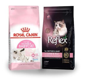 غذای گربه باردار