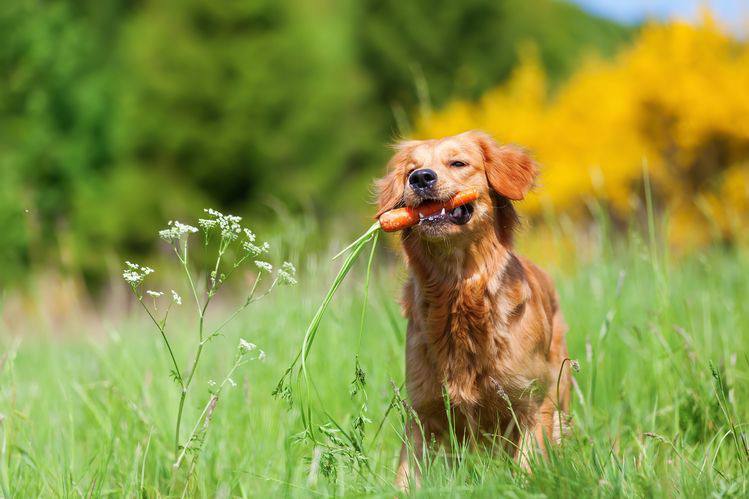 زبان بدن توله سگ