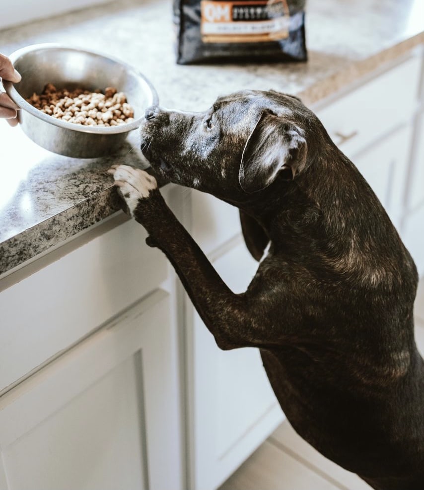 خرید غذای سگ مونلو