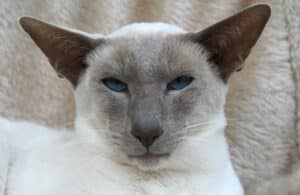 انواع گربه سیامی