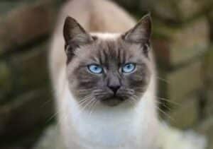 انواع گربه سیامی