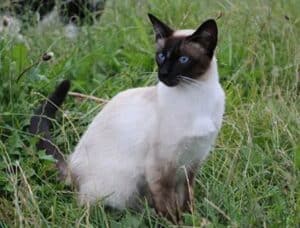 انواع گربه سیامی