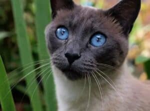 انواع گربه سیامی