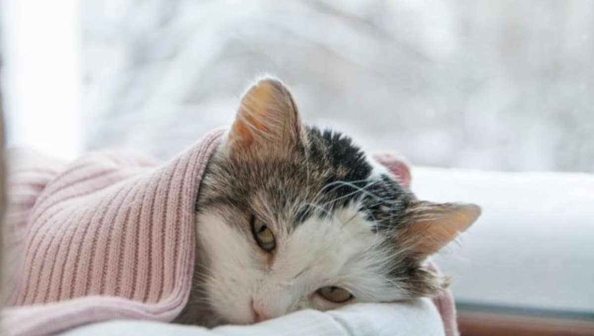 غذای گربه مریض