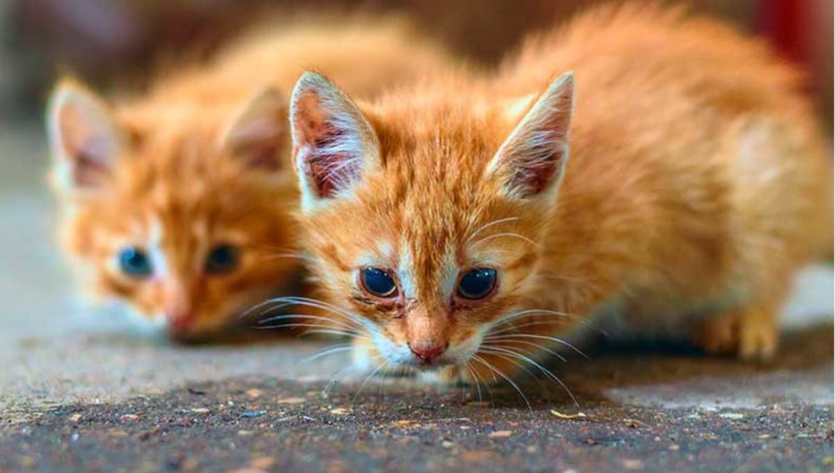 همه چیز درباره گربه خیابانی