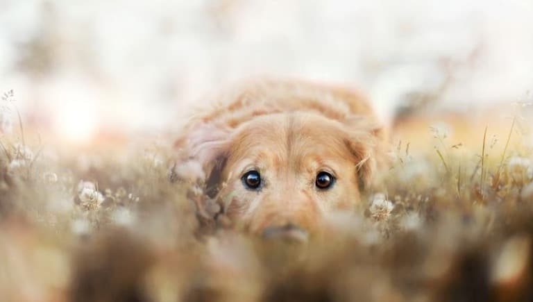 خانه مناسب سگ ها