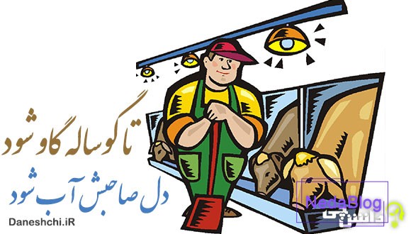 معنی ضرب المثل تا گوساله گاو شود