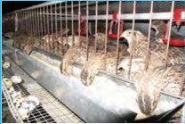 کار کلاسی صفحه 86 کاروفناوری هشتم